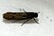 Tineoidea