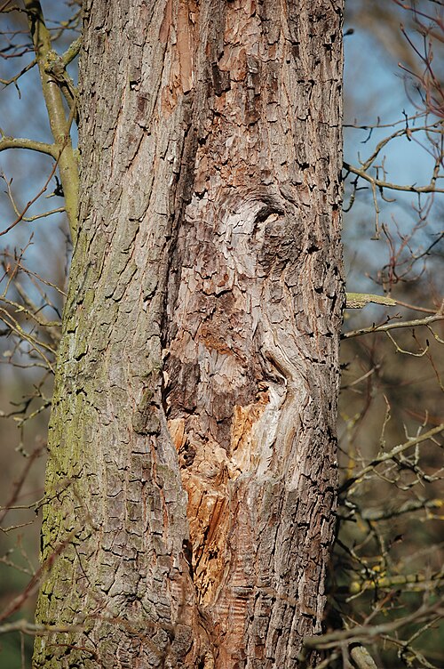 Fayl:Wildbirne Stammdetail, Pyrus pyraster.jpg