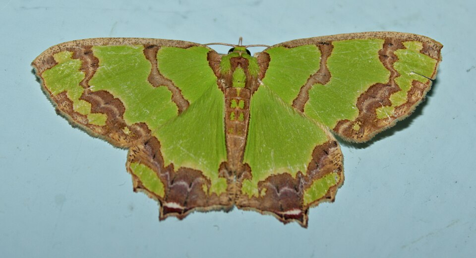 Fayl:Agathia lycaenaria @ Kanjirappally 01.jpg