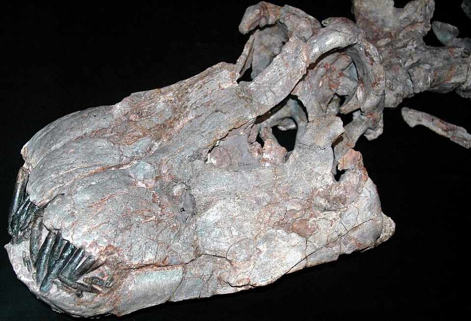 Fayl:Apatosaurus ajax skull.jpg