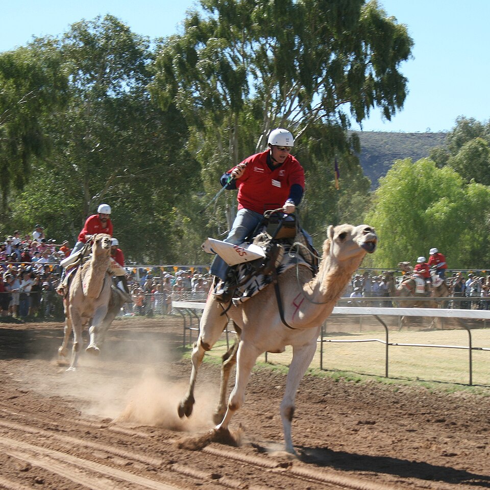Fayl:CamelRacingCamelCup2009Heat.JPG