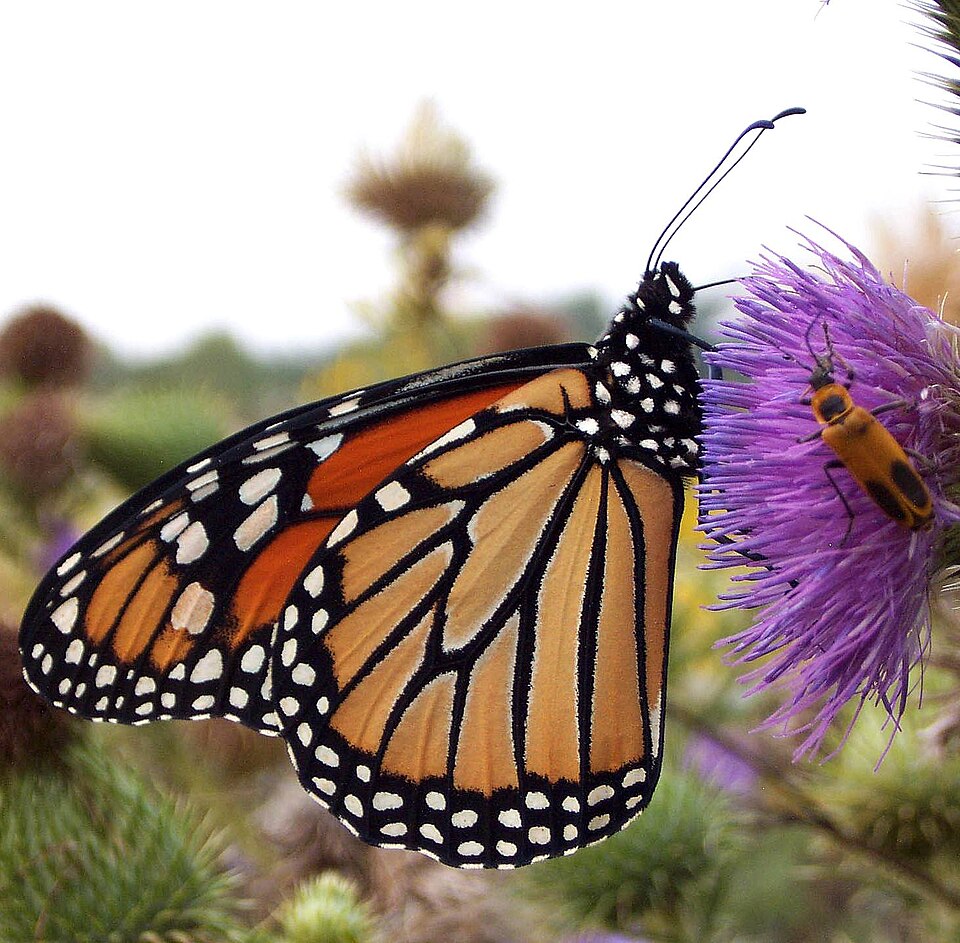 Fayl:Danaus plexippus Cirsium.jpg