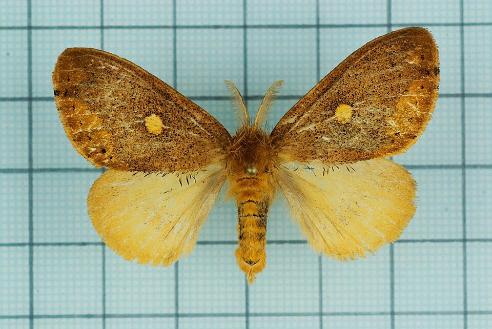 Fayl:Euproctis insulata.jpg