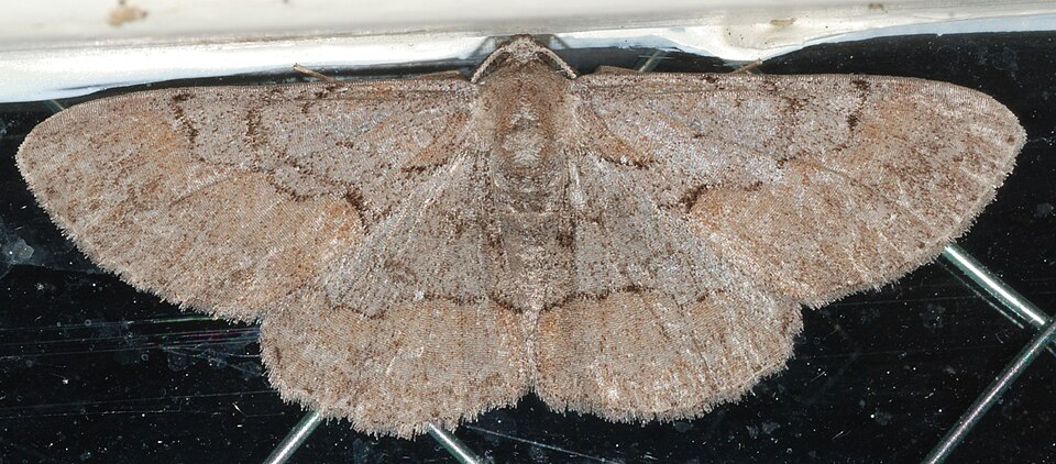 Fayl:Iridopsis vellivolata SERC 06-05-15 (18490253772).jpg