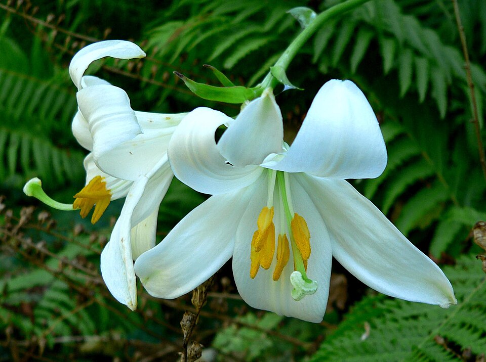 Fayl:Lilium candidum 1.jpg