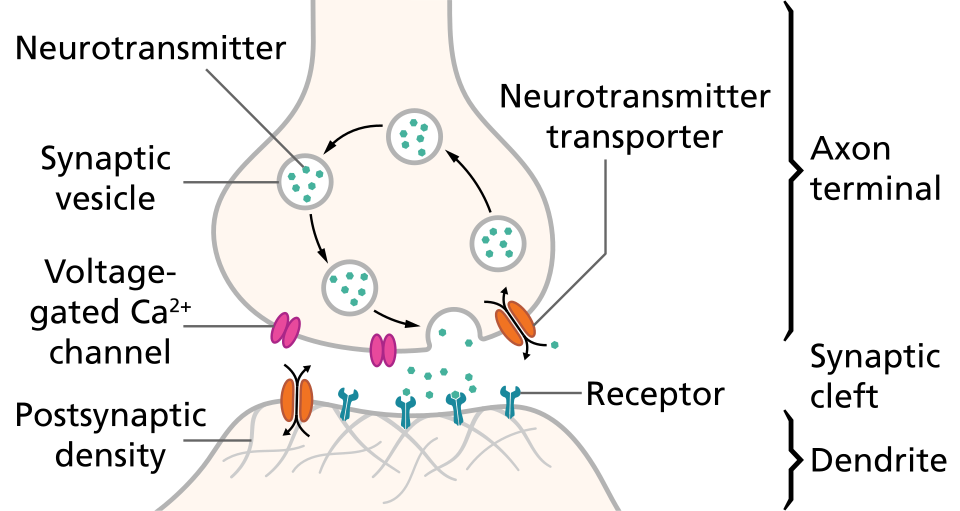 Fayl:SynapseSchematic en.svg