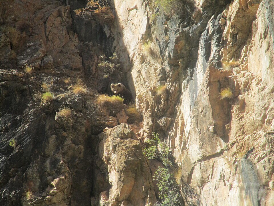 Fayl:TianShan Bear in Uzbekistan.jpg