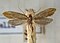 Tineinae