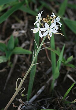 Trachyandra_saltii_1