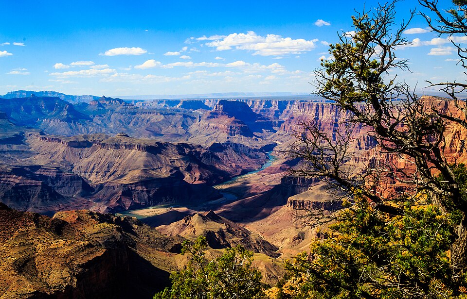 Fayl:Canyon River Tree (165872763).jpeg