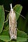 Crambus