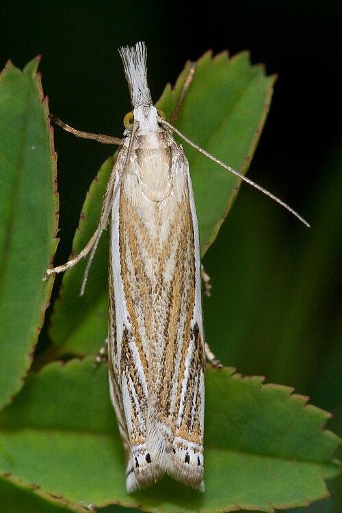 Fayl:Crambus lathoniellus-03 (xndr).jpg