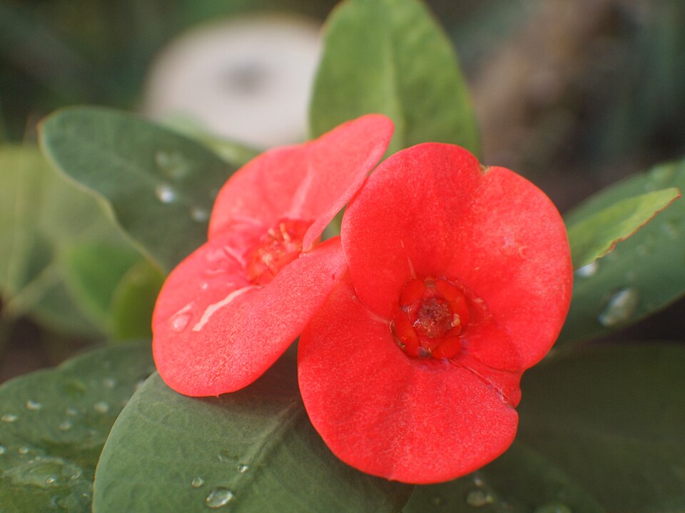 Fayl:Euphorbia milii in Malaysia.jpg