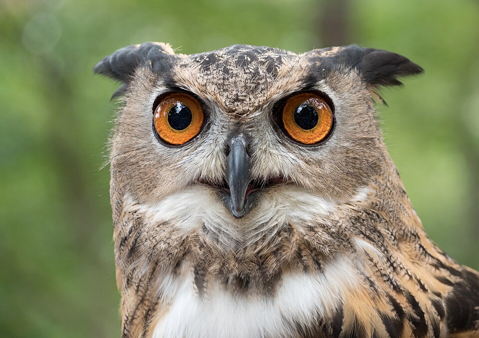 Fayl:Eurasian eagle-owl (44088).jpg