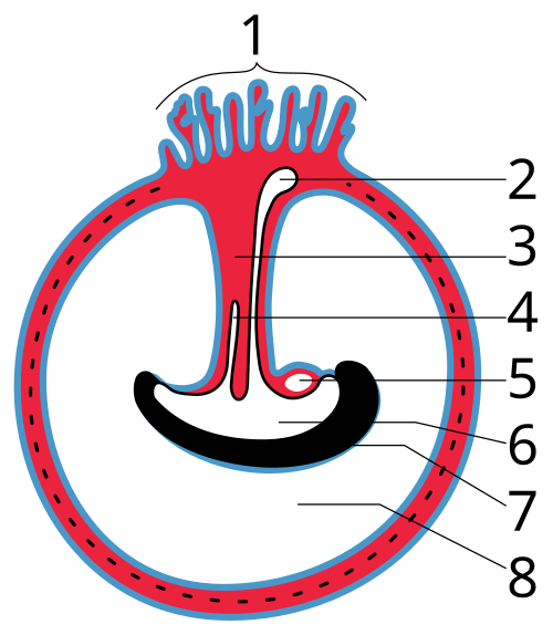 Fayl:Gray28.svg