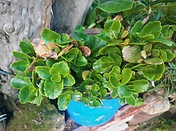 Kalanchoe blossfeldiana o'simligi