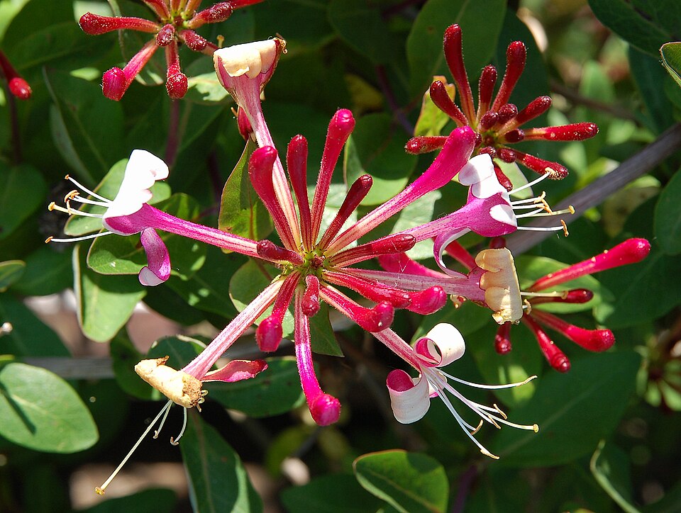 Fayl:Lonicera periclymenum Luc Viatour.JPG