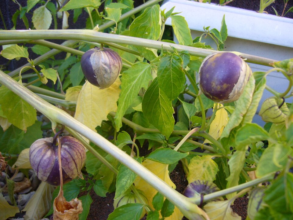 Fayl:Physalis ixocarpa.JPG