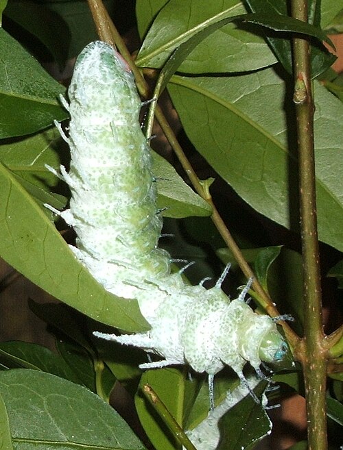 Fayl:Attacus-atlas-caterpillar.jpg