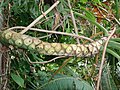 Thaumatophyllum bipinnatifidum poyasida ko'z tomchilari barglari izlari