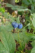 Infructescence, uchta pishgan rezavorlar va ko'plab mayda, yashil, rivojlanmagan mevalar (lateral ko'rinish)