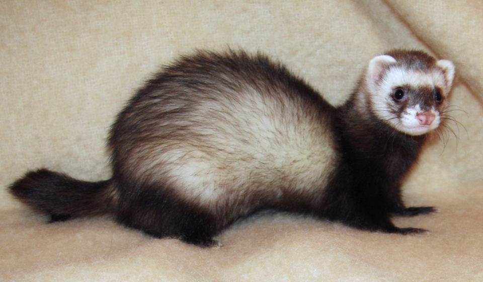 Fayl:Ferret 2008.png