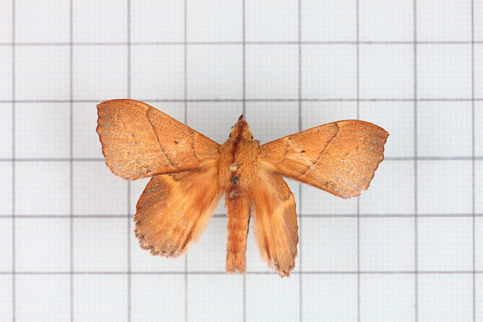 Fayl:Radhica flavovittata taiwanensis.jpg