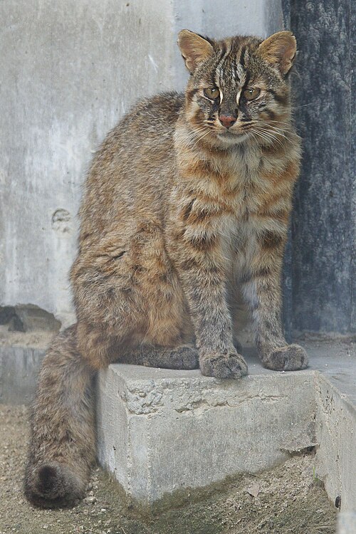 Fayl:Tsushima Cat 001.jpg
