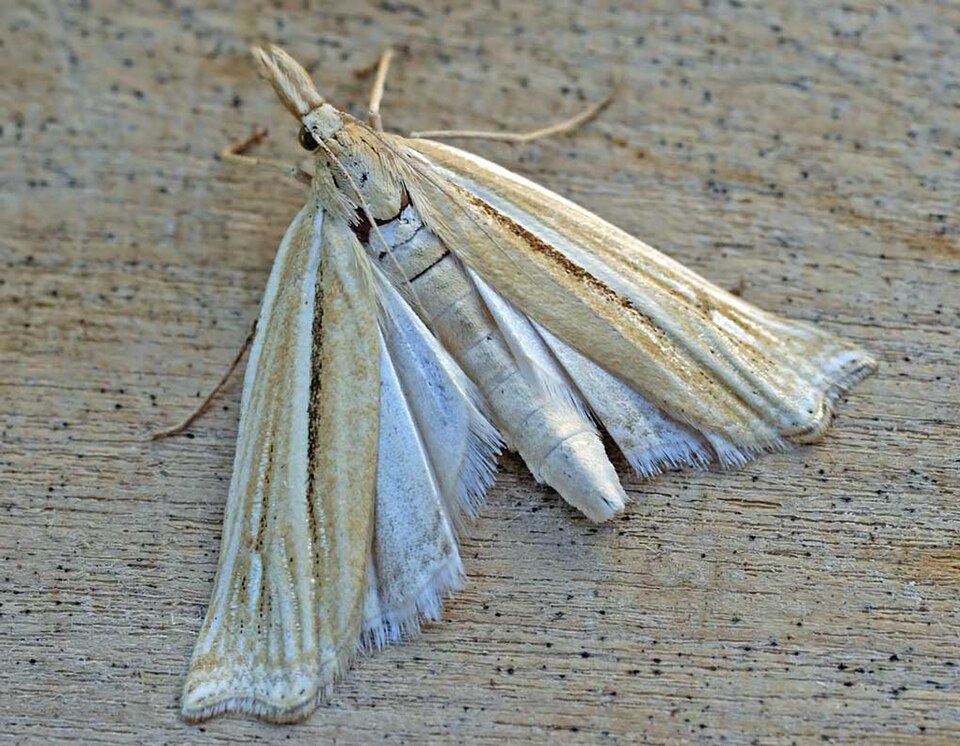 Fayl:Ancylolomia tentaculella01.jpg