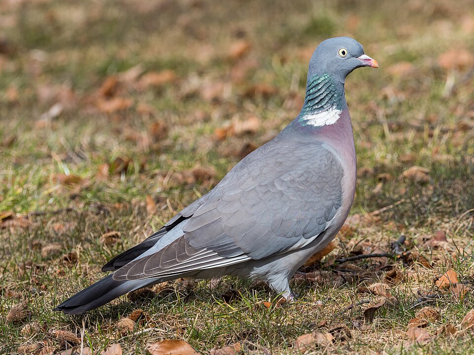 Fayl:Columba palumbus EM1B1397 (27445478998).jpg
