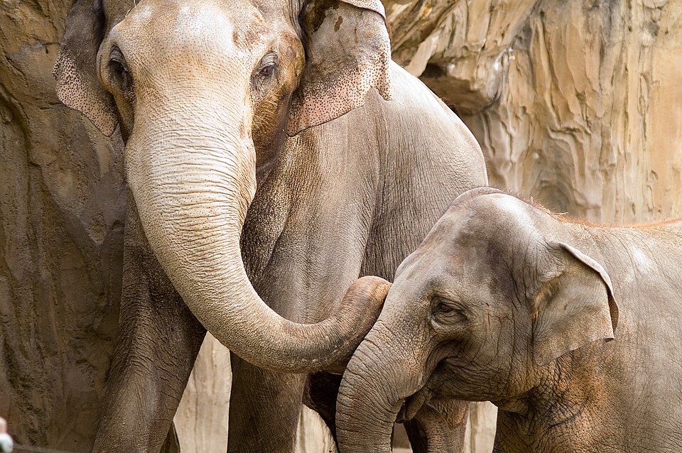 Fayl:Elephants-OregonZoo.jpg