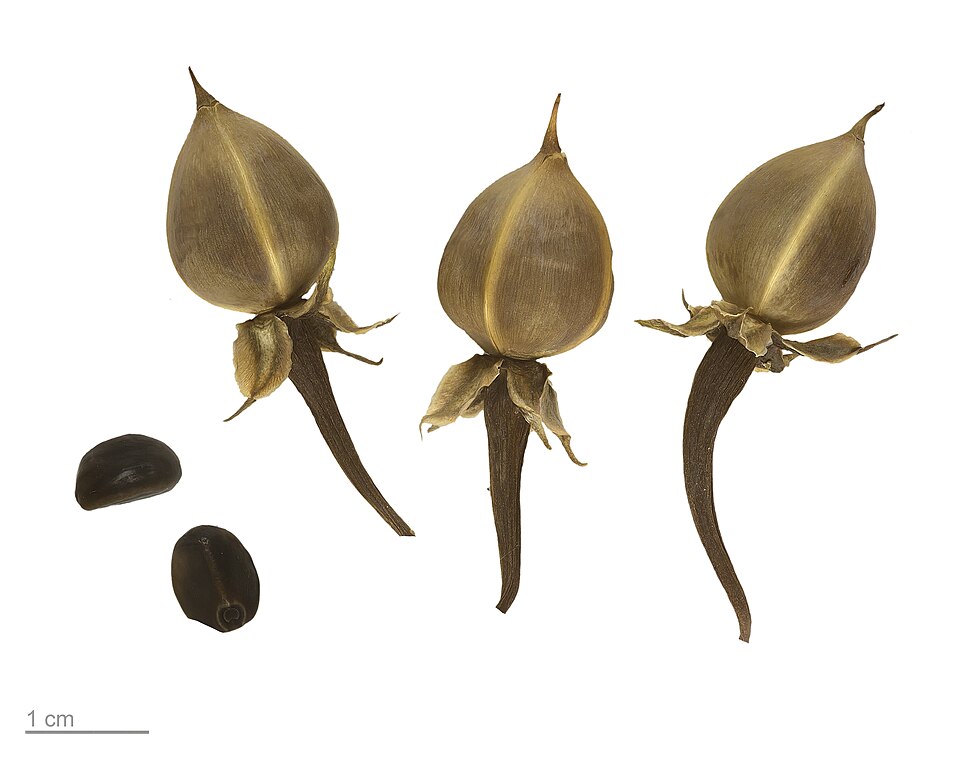 Fayl:Ipomoea orizabensis MHNT.BOT.2021.17.39.jpg