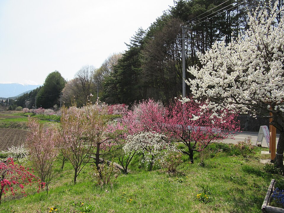 Fayl:Minowa hanamono1.JPG