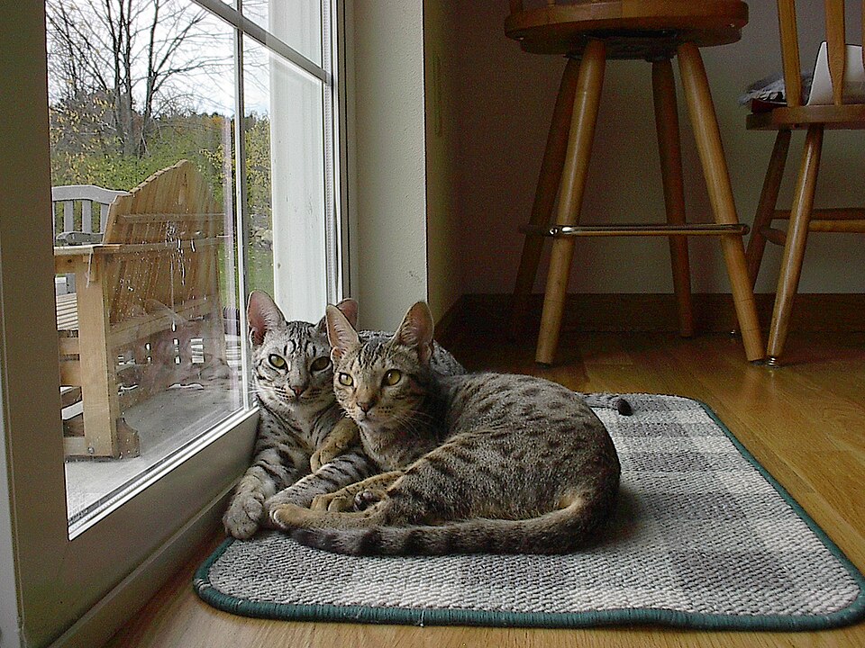 Fayl:Oreo and Shadow Ocicats.jpg