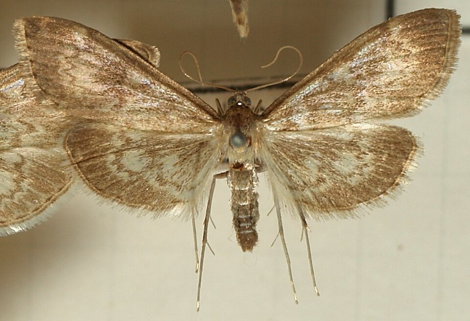 Fayl:Perinephela.lancealis.mounted.jpg