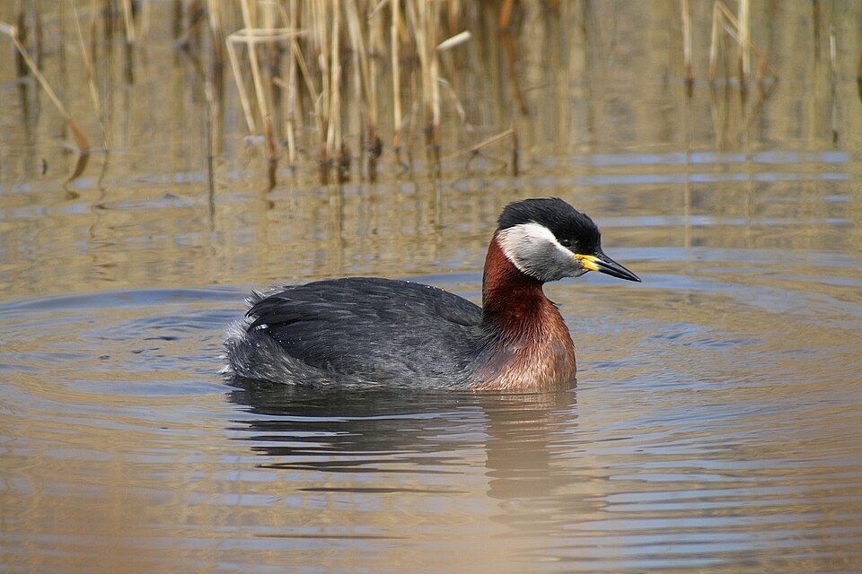 Fayl:Podiceps grisegena (33281726850).jpg