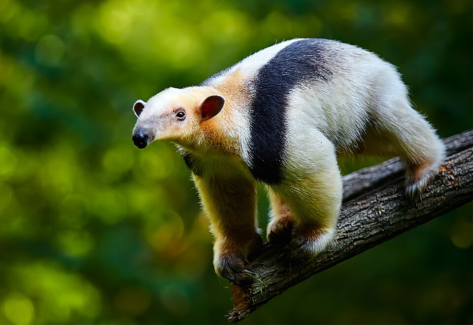 Fayl:Tamandua1.jpg