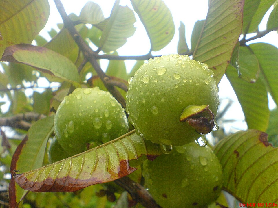 Fayl:Apple Guava.jpg