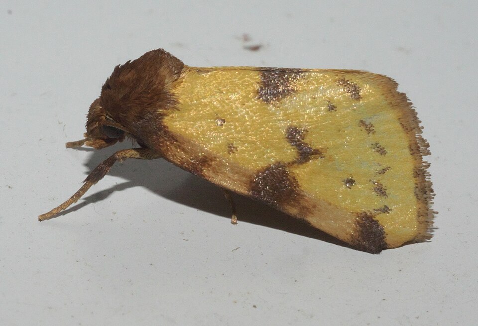 Fayl:Azenia obtusa - inat 153511960.jpg