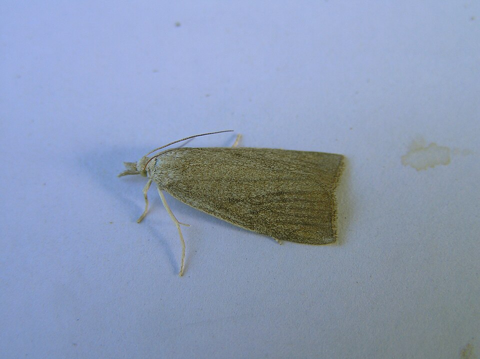 Fayl:Calamotropha paludella FvL.jpg