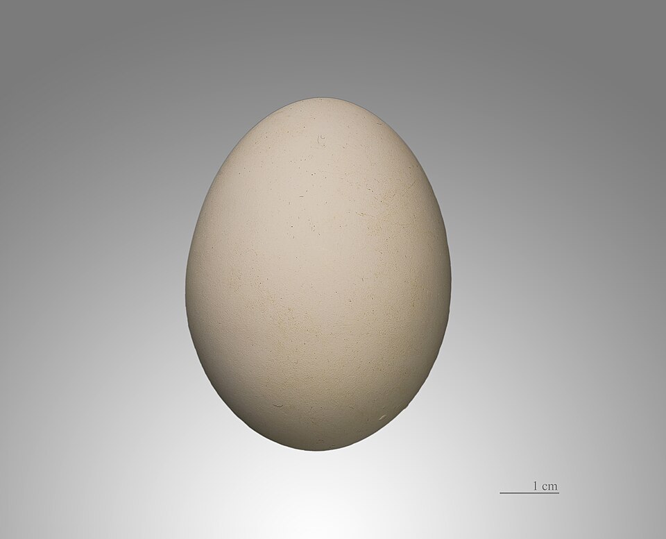 Fayl:Cigogne d'Abdim MHNT.jpg