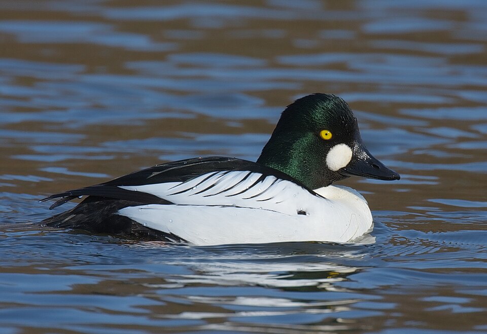 Fayl:Common Goldeneye (Bucephala clangula).jpg