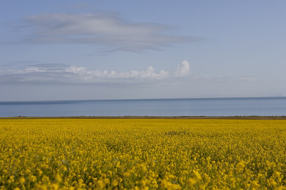 Fayl:Rapeseed at Qinghai Lake.jpg