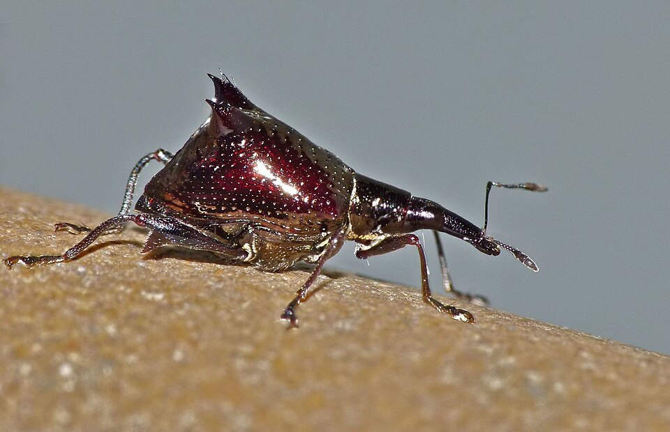 Fayl:Scolopterus tetracanthus 1217446.jpg