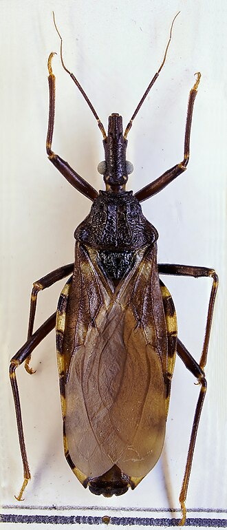 A brown winged insect