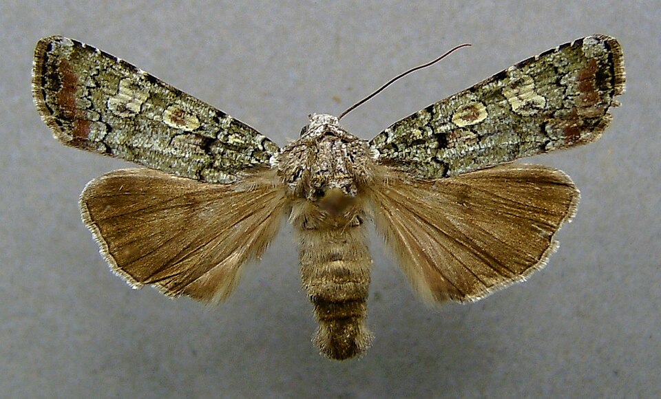 Fayl:Actebia praecox.jpg