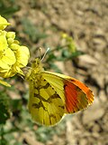 Erkak