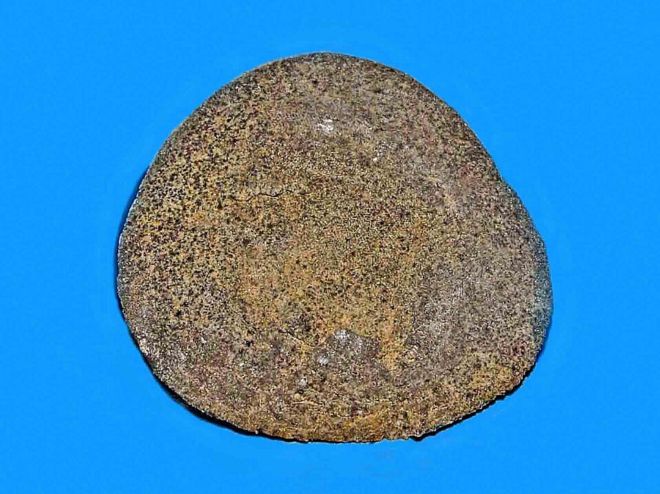 Fayl:Dendrasteridae - Dendraster ashleyi.JPG