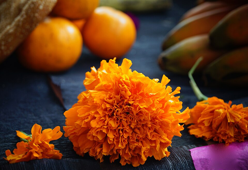 Fayl:Flor de ofrenda.JPG