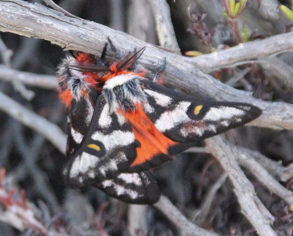 Fayl:Hemileuca electra 10848851.jpg